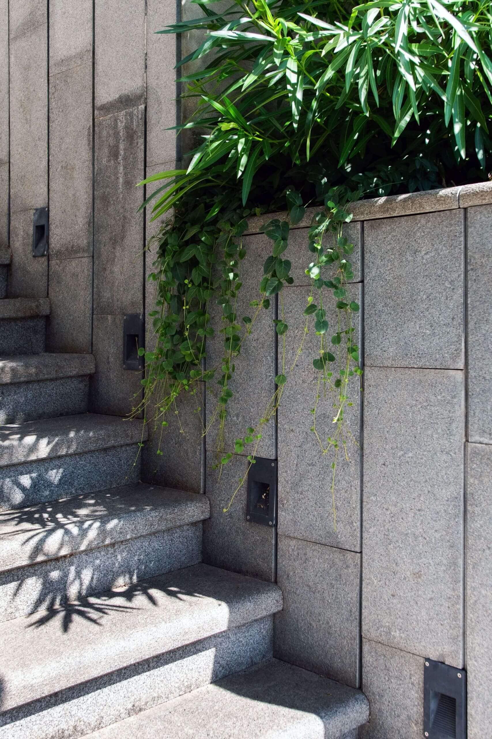 staircase Impala, burnt